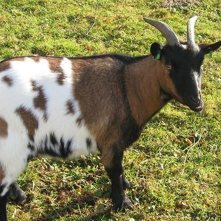Le Paradis Des Animaux Coublevie Luaran gambar