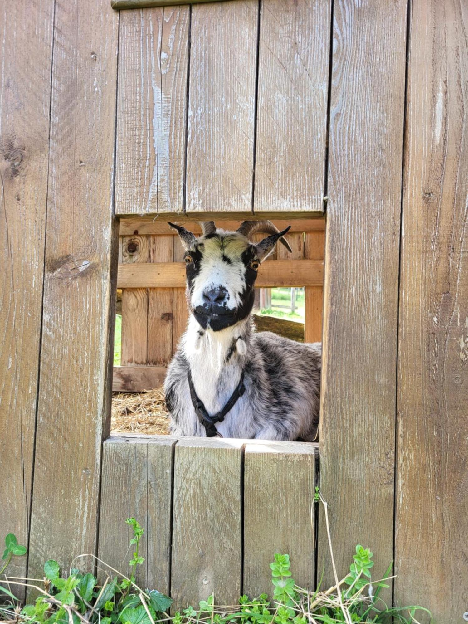 Le Paradis Des Animaux Coublevie Luaran gambar