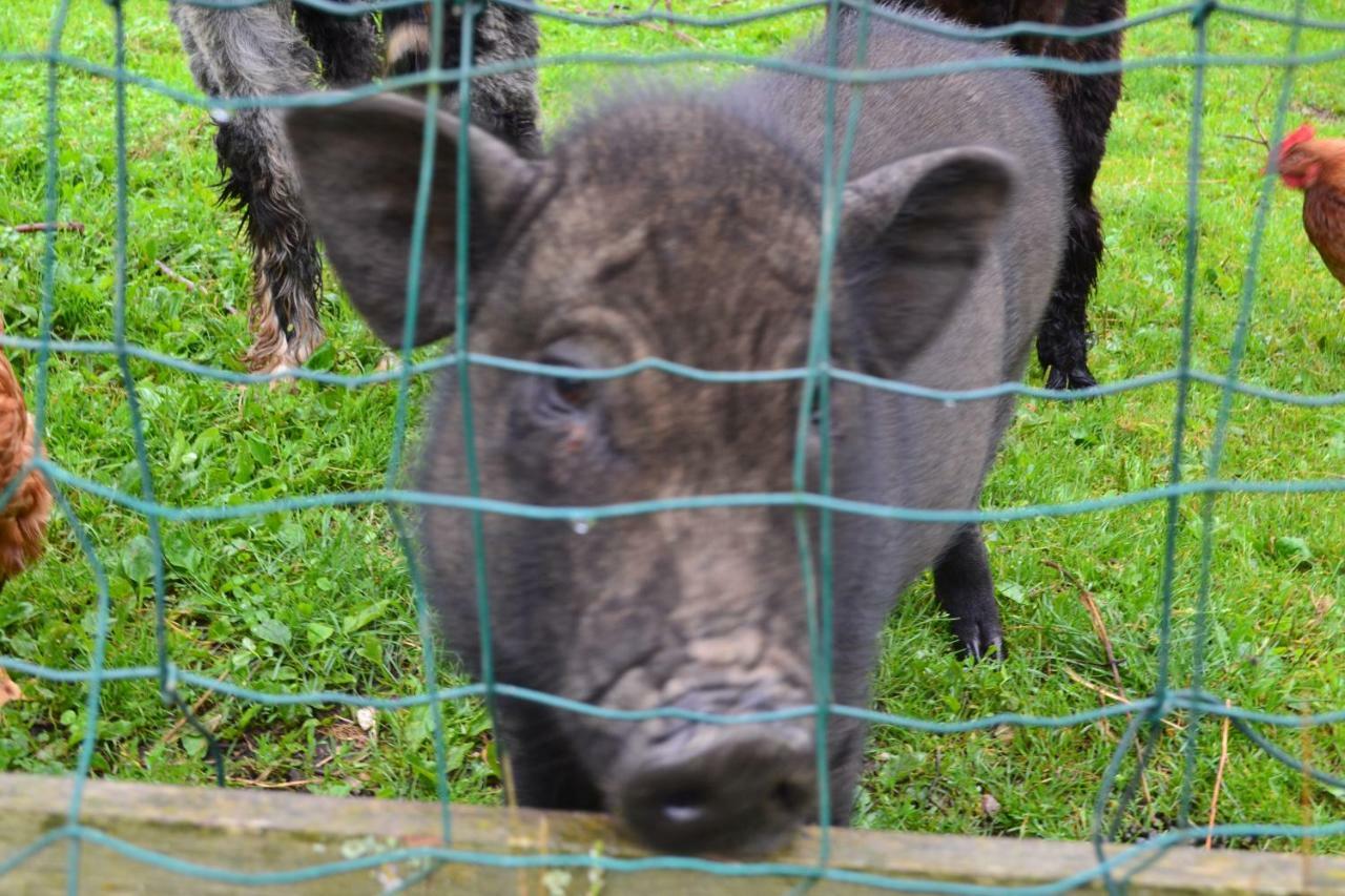 Le Paradis Des Animaux Coublevie Luaran gambar
