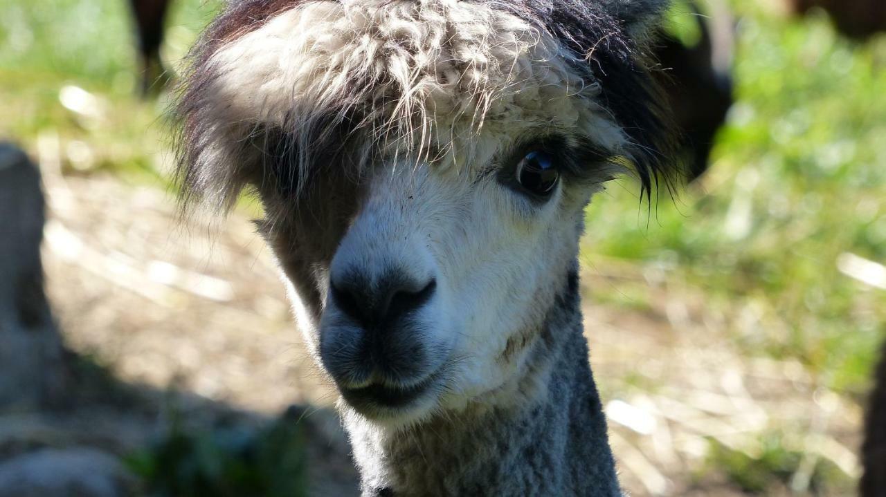 Le Paradis Des Animaux Coublevie Luaran gambar