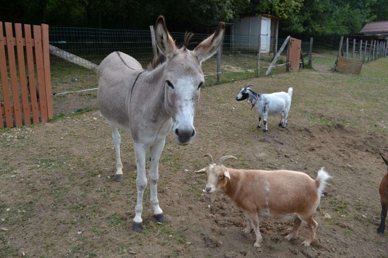 Le Paradis Des Animaux Coublevie Luaran gambar