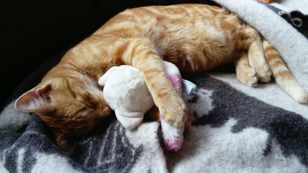 Le Paradis Des Animaux Coublevie Luaran gambar