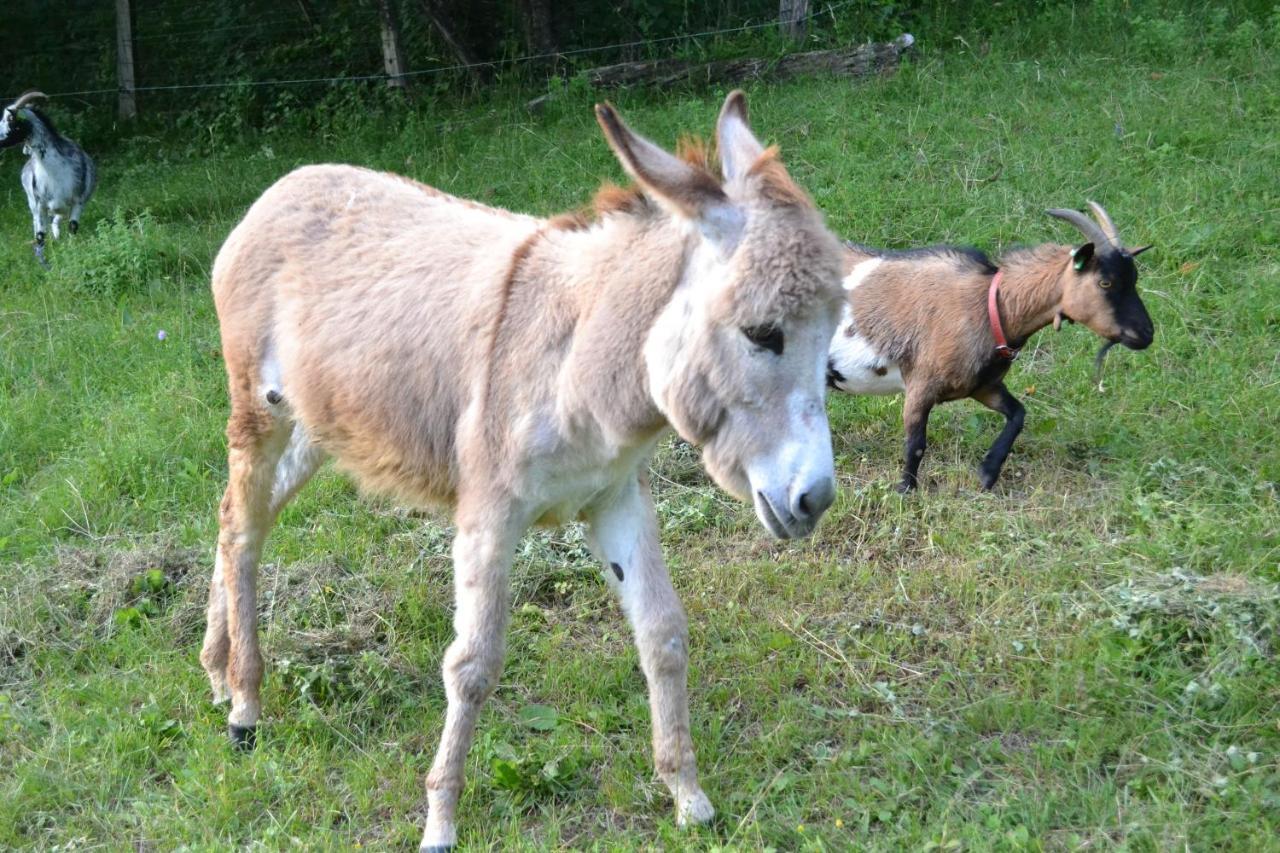 Le Paradis Des Animaux Coublevie Luaran gambar